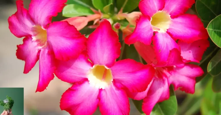 Como Cuidar da Rosa do Deserto e Ter Flores o Ano Inteiro
